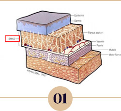 리프테라는 SMAS층 뿐만아니라
Retaining ligament와
Retinacular cutis까지 Target하여
얼굴 조직을 강화합니다.